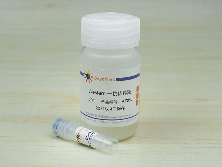 CD44 Mouse Monoclonal Antibody